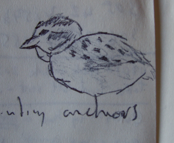 A sketch of a bird.